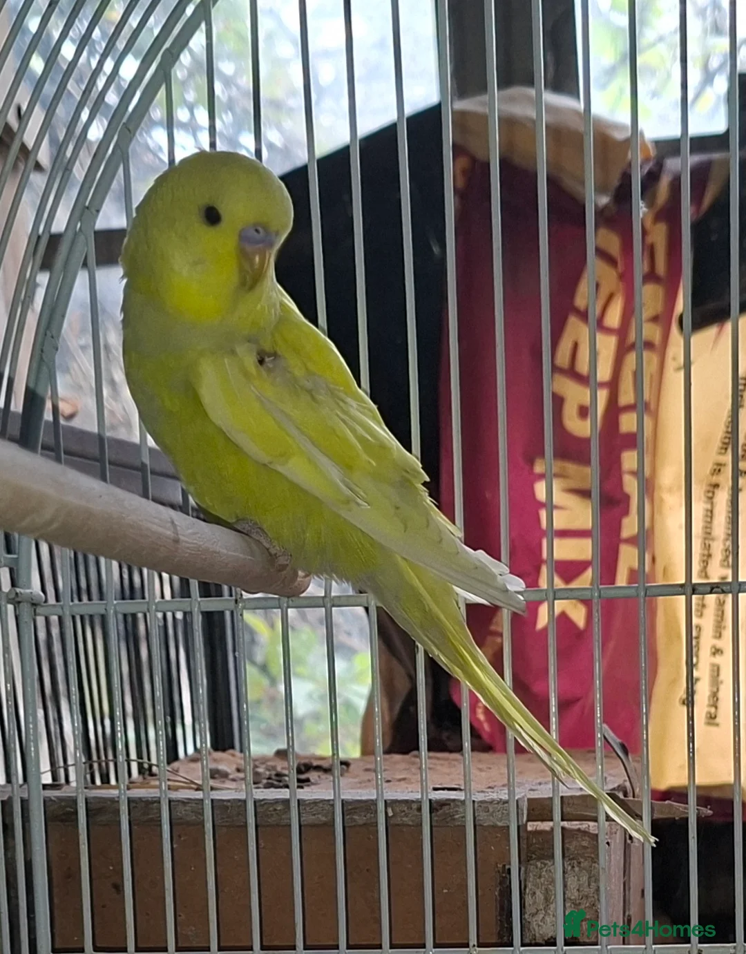 Budgerigars birds for sale: Young budgies for sale  - Advert 2