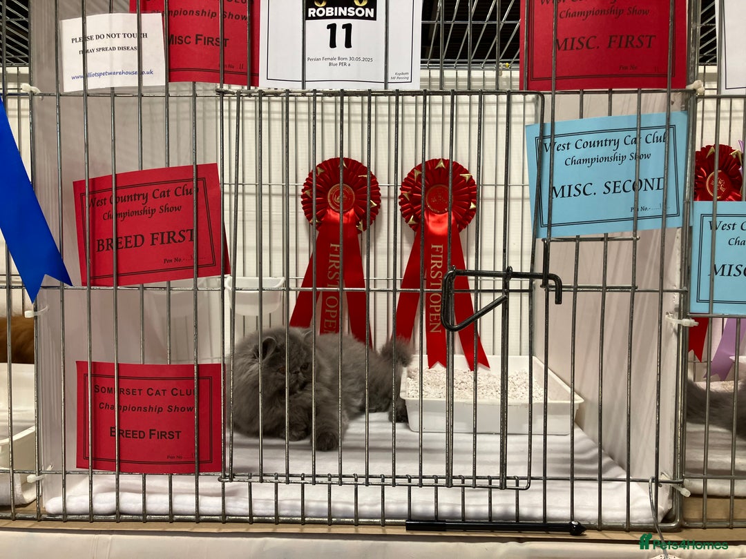 Persian cats for sale: Gccf hobby breeder - Image 13