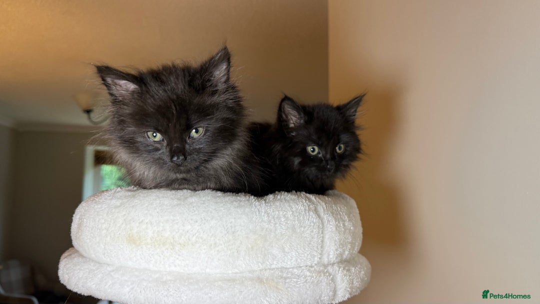 Russian Blue cats for sale: Crossed Russian Blue Girl Kitten - Image 11