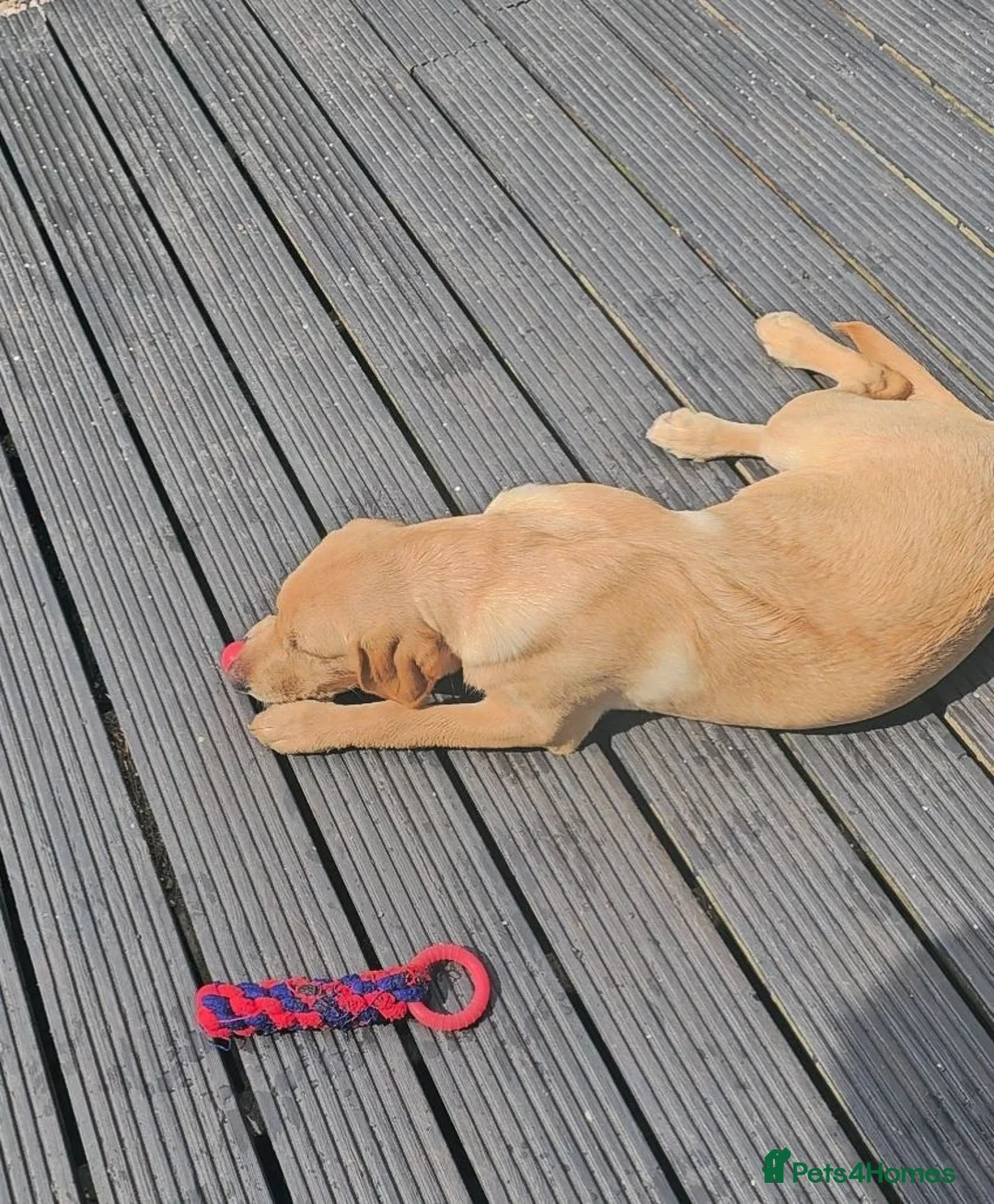 Labrador Retriever dogs for sale: Marely  in Oldham - Advert 10