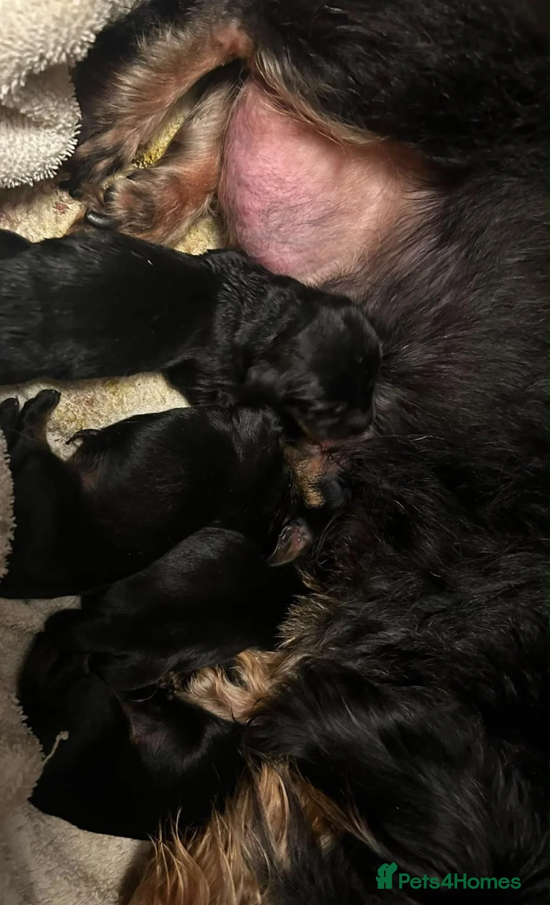 Miniature Dachshund dogs for sale: 💙Stunning Mini Wire Haired Boys 💙 - Advert 17