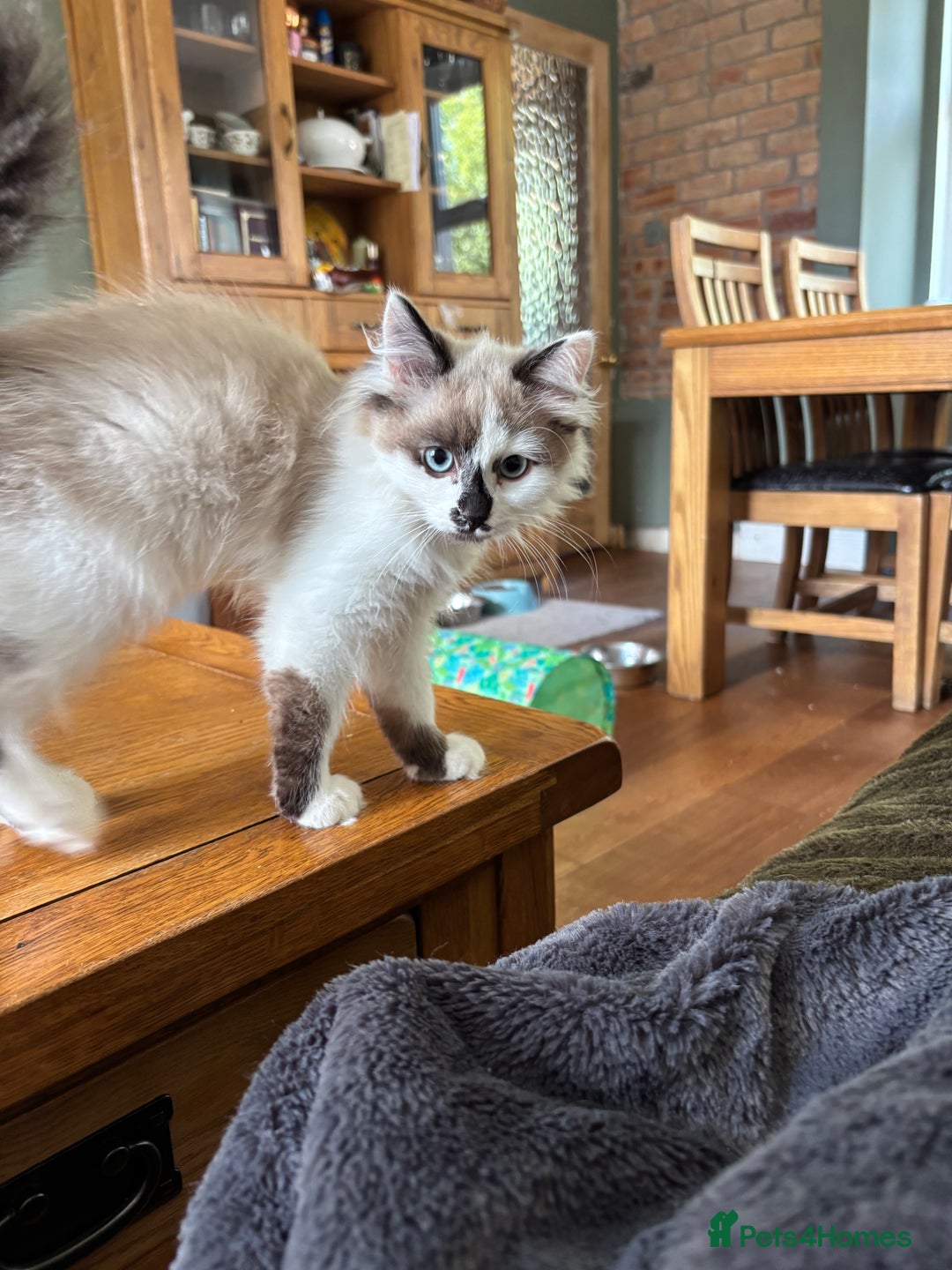 Siberian cats for sale: Estrella - purebred Siberian/ Neva Masquerade  - Image 3