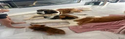 Saint Bernard dogs for sale: Saint Bernard puppy - Advert 3