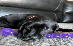 Labrador Retriever dogs for sale: Beautiful black Labrador pups - Advert 11