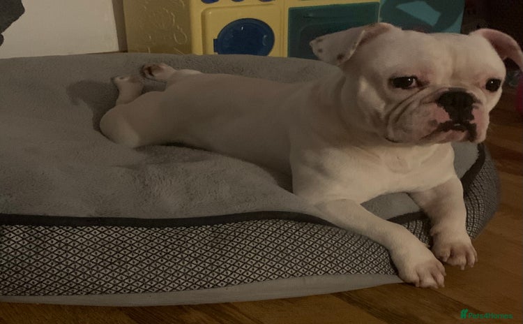 French Bulldog dogs - Advert 7