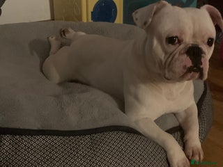 French Bulldog dogs - Advert 9