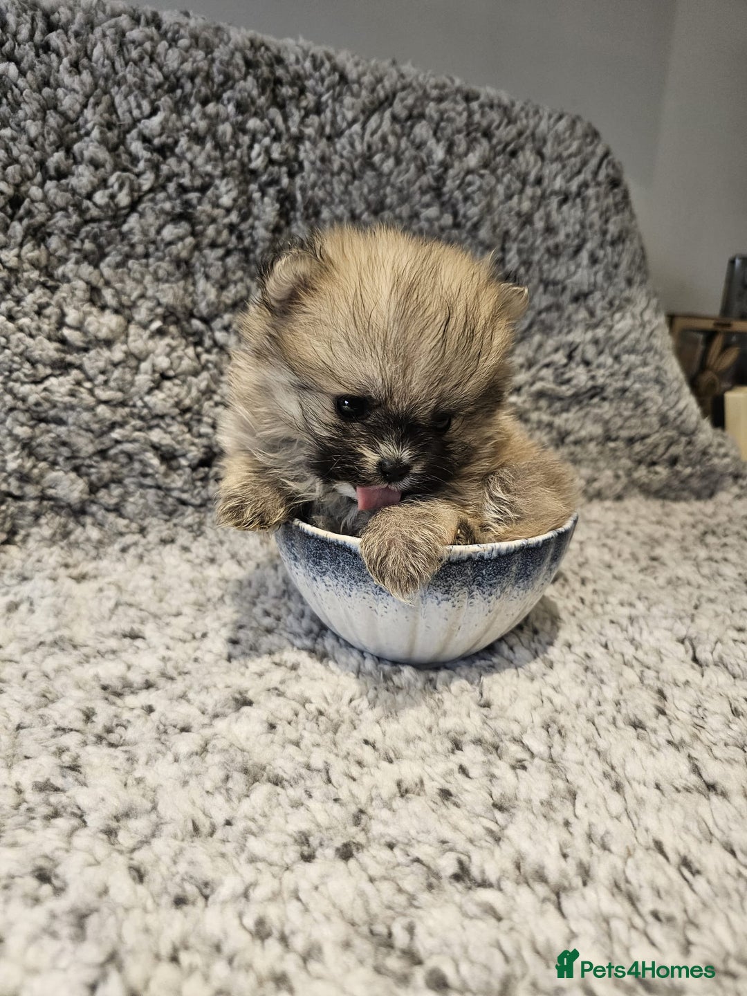 Pomeranian dogs for sale: Adorable mini Pomeranian ❤ - Advert 5