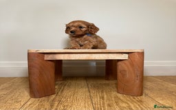 Cavapoo dogs for sale: F1 Cavapoo puppies.  - Image 12