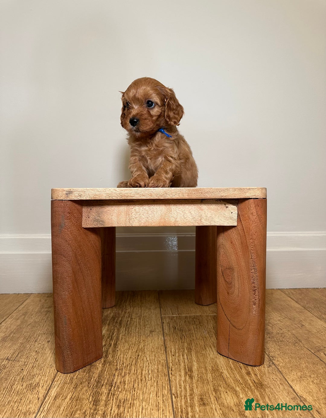 Cavapoo dogs for sale: F1 Cavapoo puppies.  - Image 12