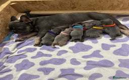 French Bulldog dogs for sale: French bulldog pups  - Image 13