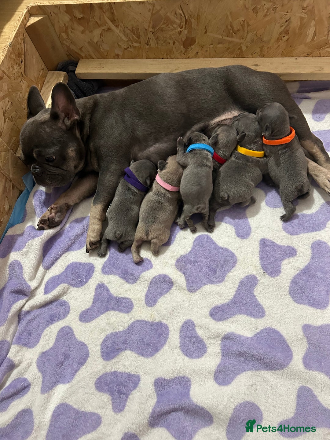 French Bulldog dogs for sale: French bulldog pups  - Image 13