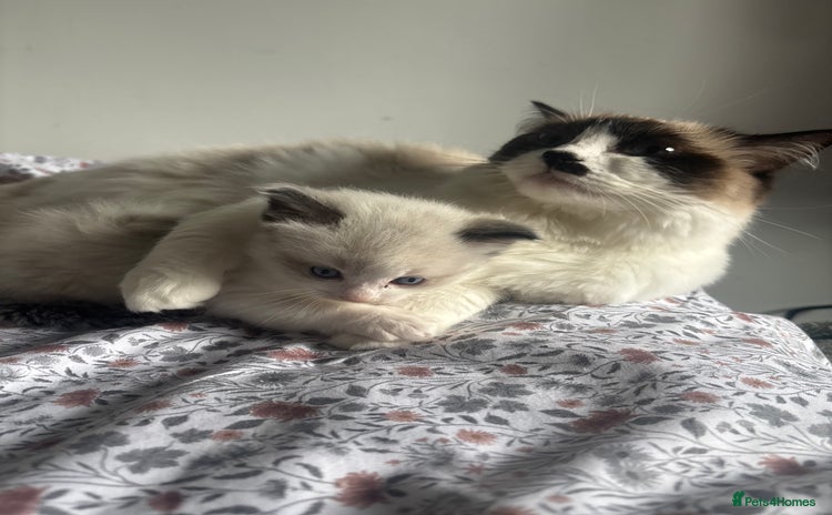 Ragdoll cats - Advert 1