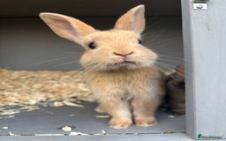 Rex rabbits for sale: Beautiful mini lop x Rex baby bunnies  - Image 1
