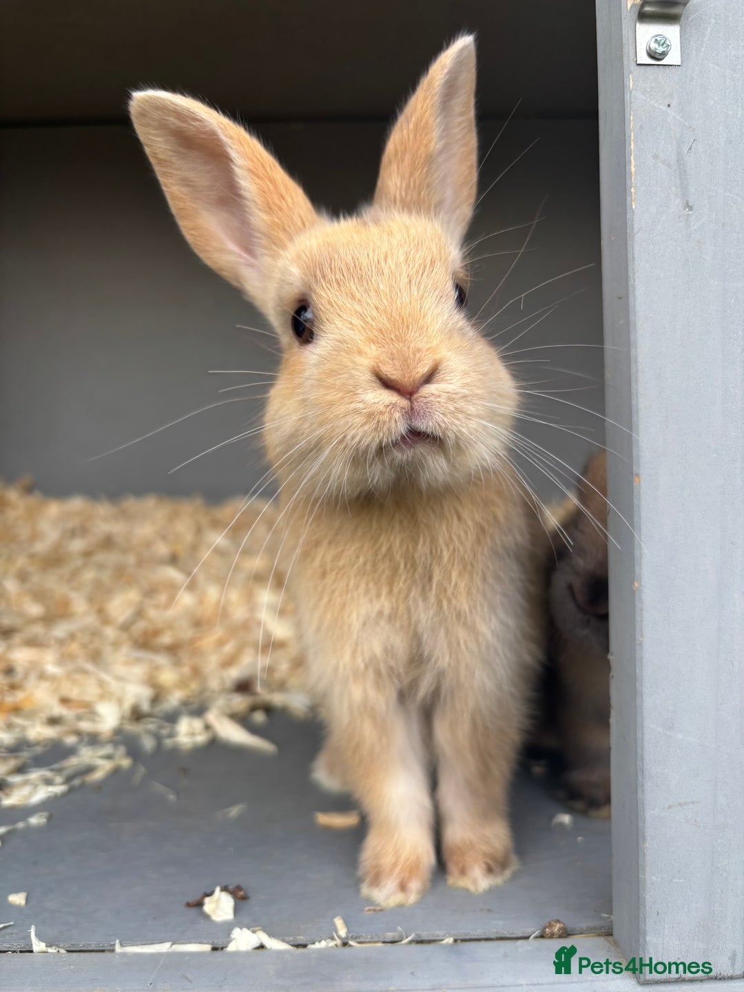 Rex rabbits for sale: Beautiful mini lop x Rex baby bunnies  - Image 1
