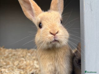 Rex rabbits - Advert 1