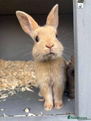 Rex rabbits - Advert 2