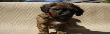 Red Collar Boy Puppy 7