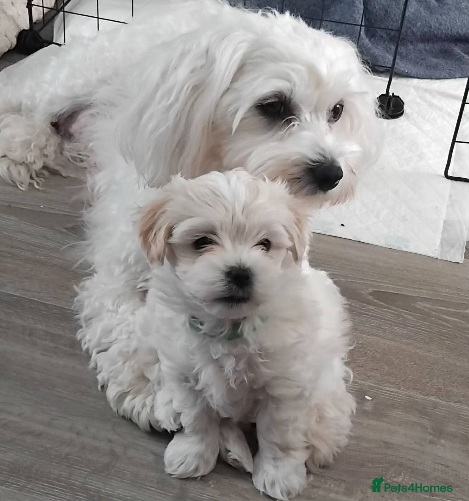 Mixed Breed dogs Maltese x Havanese Puppies - Advert 16