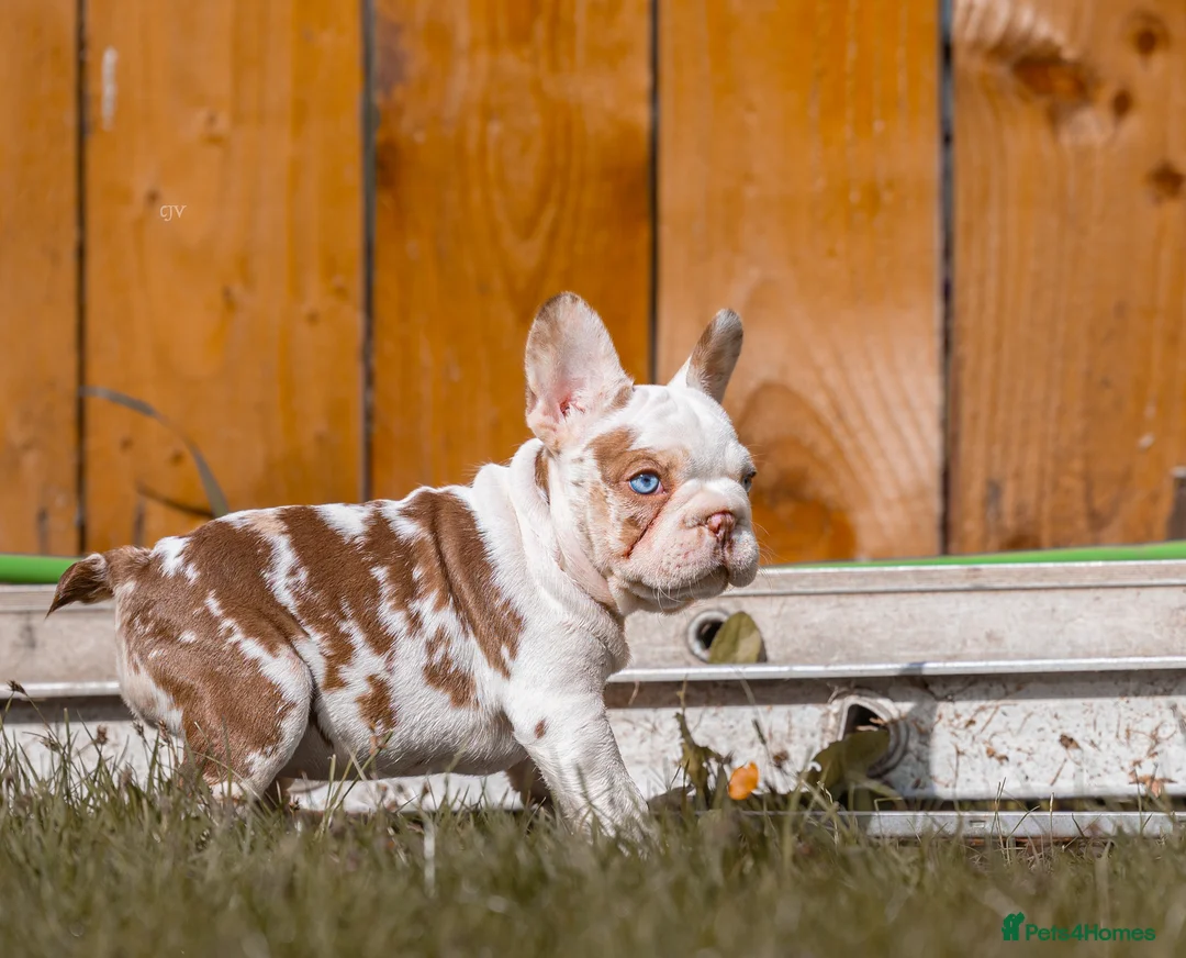 French Bulldog dogs for sale: QUALITY!! HEALTH CLEAR!! FRENCH BULLDOG PUPS!  in Durham - Advert 2