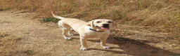Labrador Retriever dogs for sale: KC Reg Labrador Retriever Puppies Health Tested in Melton Mowbray - Advert 10