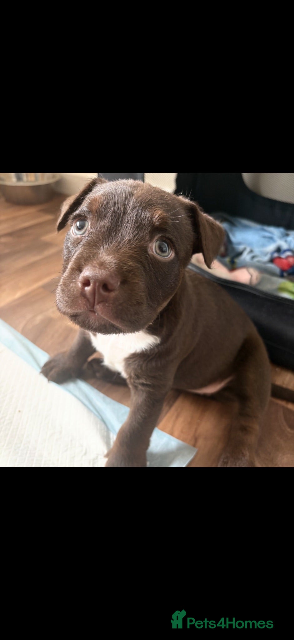 Mixed Breed dogs Bullpats  - Advert 1
