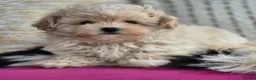 Maltipoo dogs for sale: Amazing Tiny Korean Maltipoo Puppies.  - Advert 3