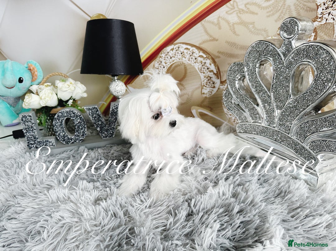 Maltese dogs for sale: Tiny KC Reg. Korean Line Maltese- by Emperatrice - Image 22