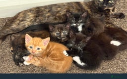 Mixed Breed cats for sale: 6 beautiful kitten for sale - Image 6
