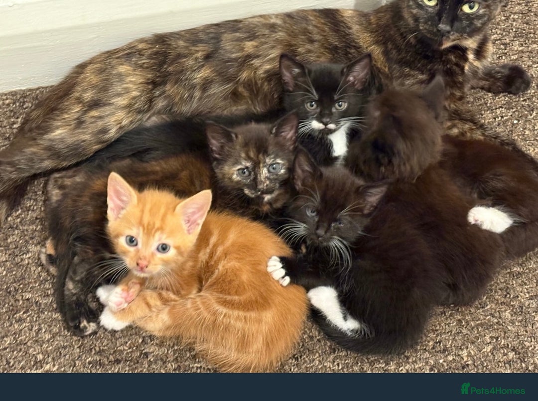 Mixed Breed cats for sale: 6 beautiful kitten for sale - Image 6
