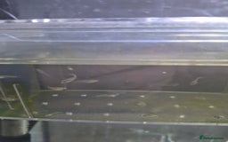 Live Bearers fish for sale: Free guppie fry - Image 2