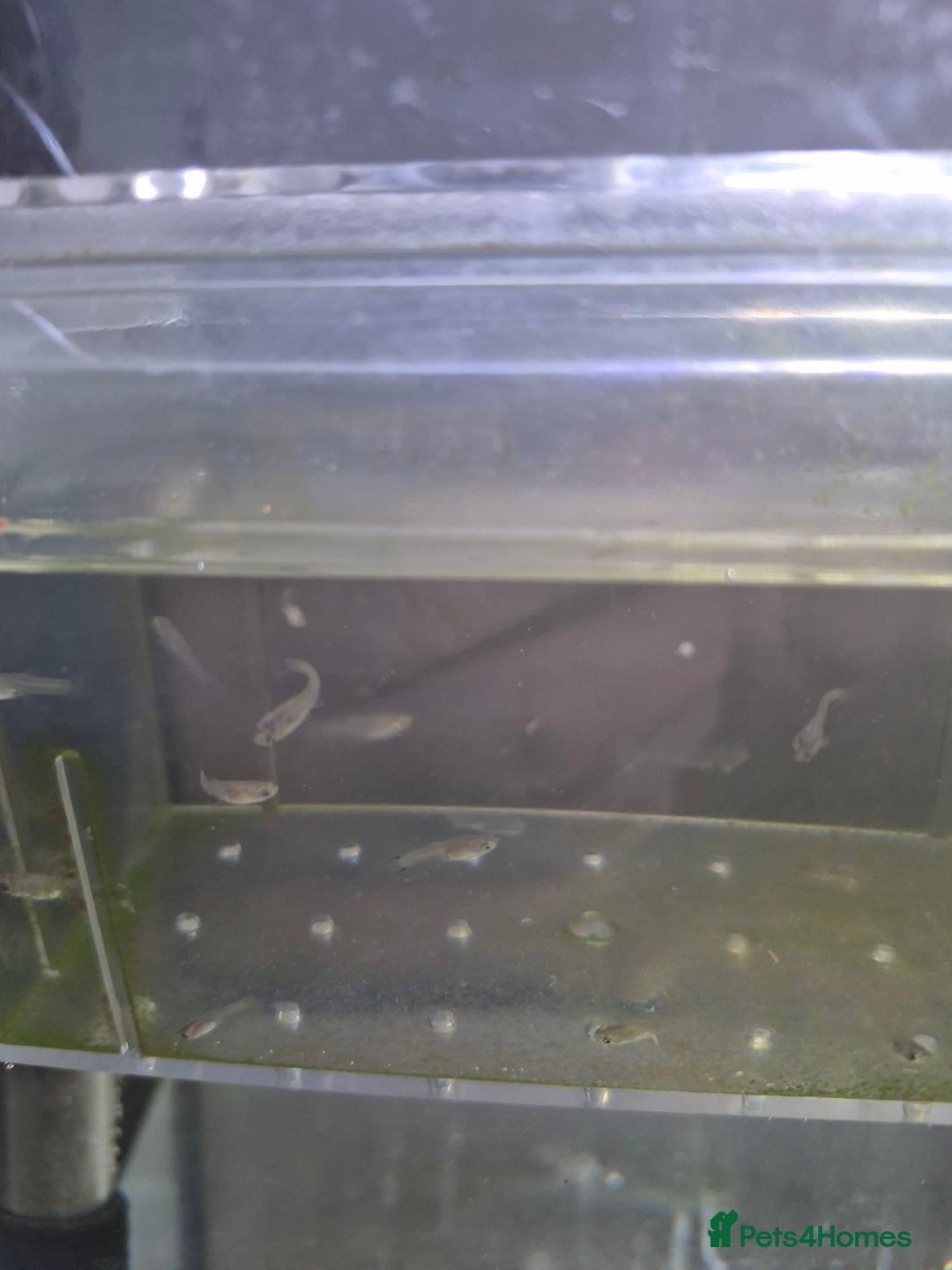 Live Bearers fish for sale: Free guppie fry - Image 2