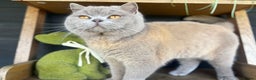 British Shorthair cats for stud: British shorthair proven stud - Advert 7