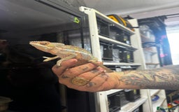 Chameleon reptiles for sale: Male panther chameleon with set up - Image 4