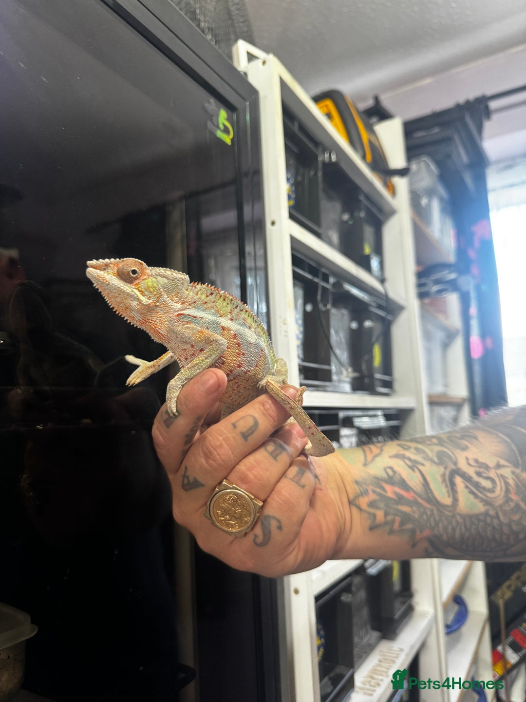 Chameleon reptiles for sale: Male panther chameleon with set up - Image 4