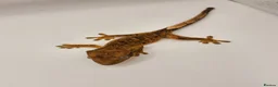 Gecko reptiles for sale: Dalmatian Crested Gecko Girl in Stockport - Advert 6