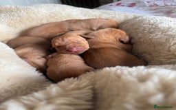 Hungarian Vizsla dogs for sale:  Adorable Vizsla Puppies for Sale🐶😍❤️ - Image 20