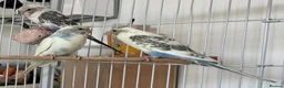 Budgerigars birds for sale: Baby Budgies - Advert 3