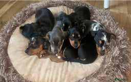 Miniature Dachshund dogs for sale: Miniature dachshunds  - Image 7