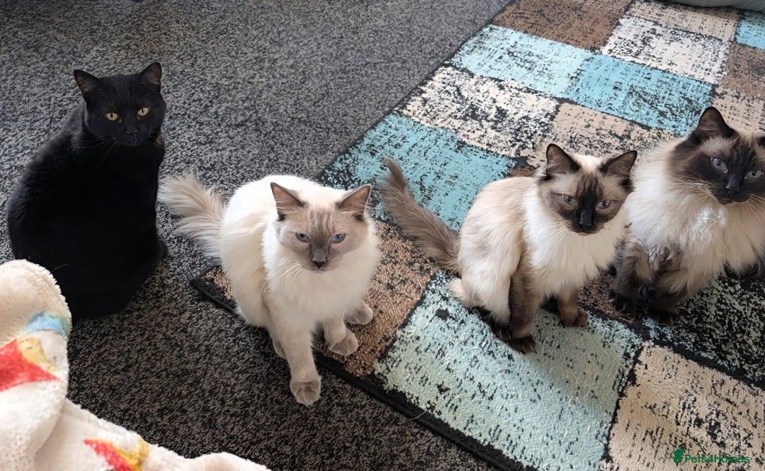 Ragdoll cats for sale: 1 year old Male blue point ragdoll  - Advert 5