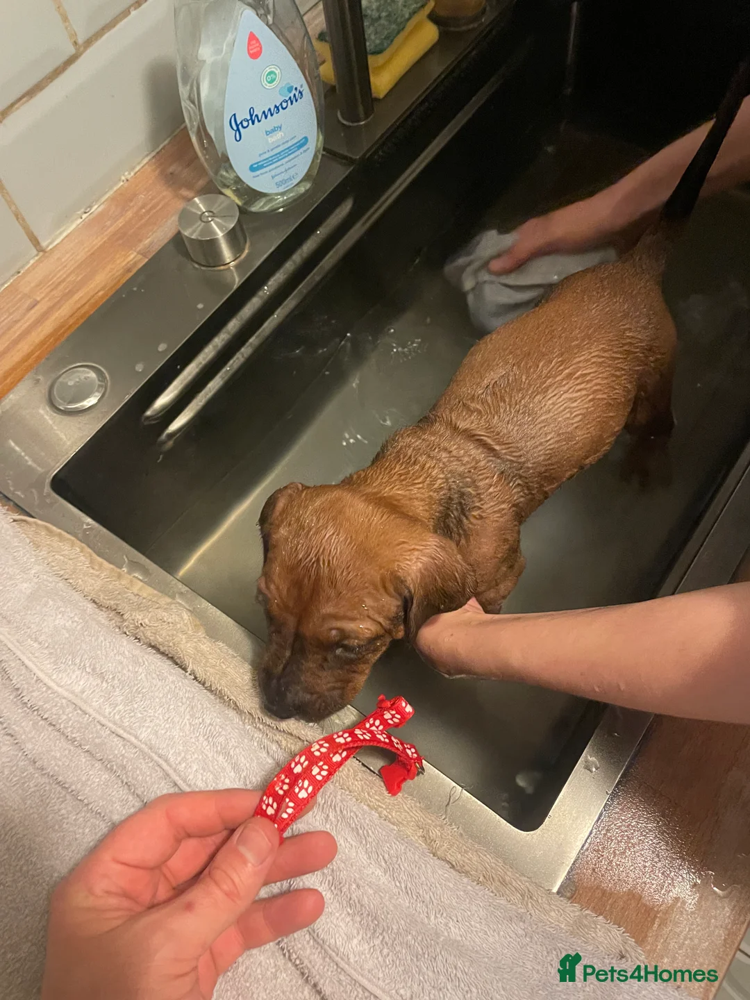 Rhodesian Ridgeback dogs for sale: Beautiful Rhodesian Ridgeback pups - Advert 2