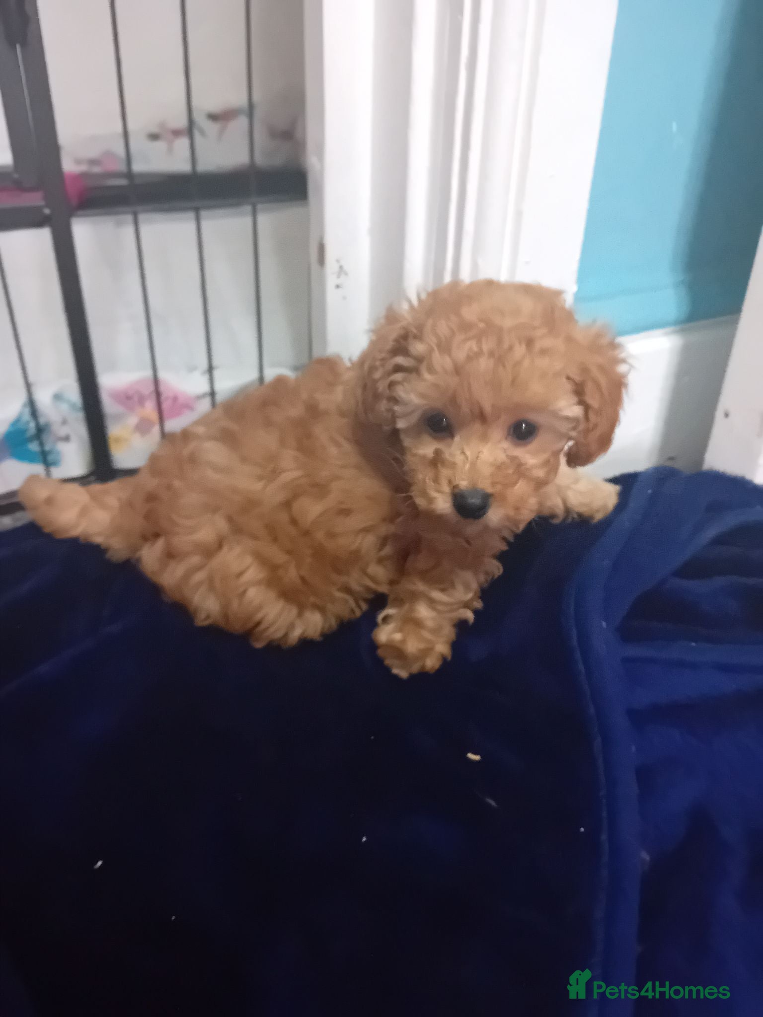 Toy Poodle dogs Small true size Toy Poodles - Advert 10