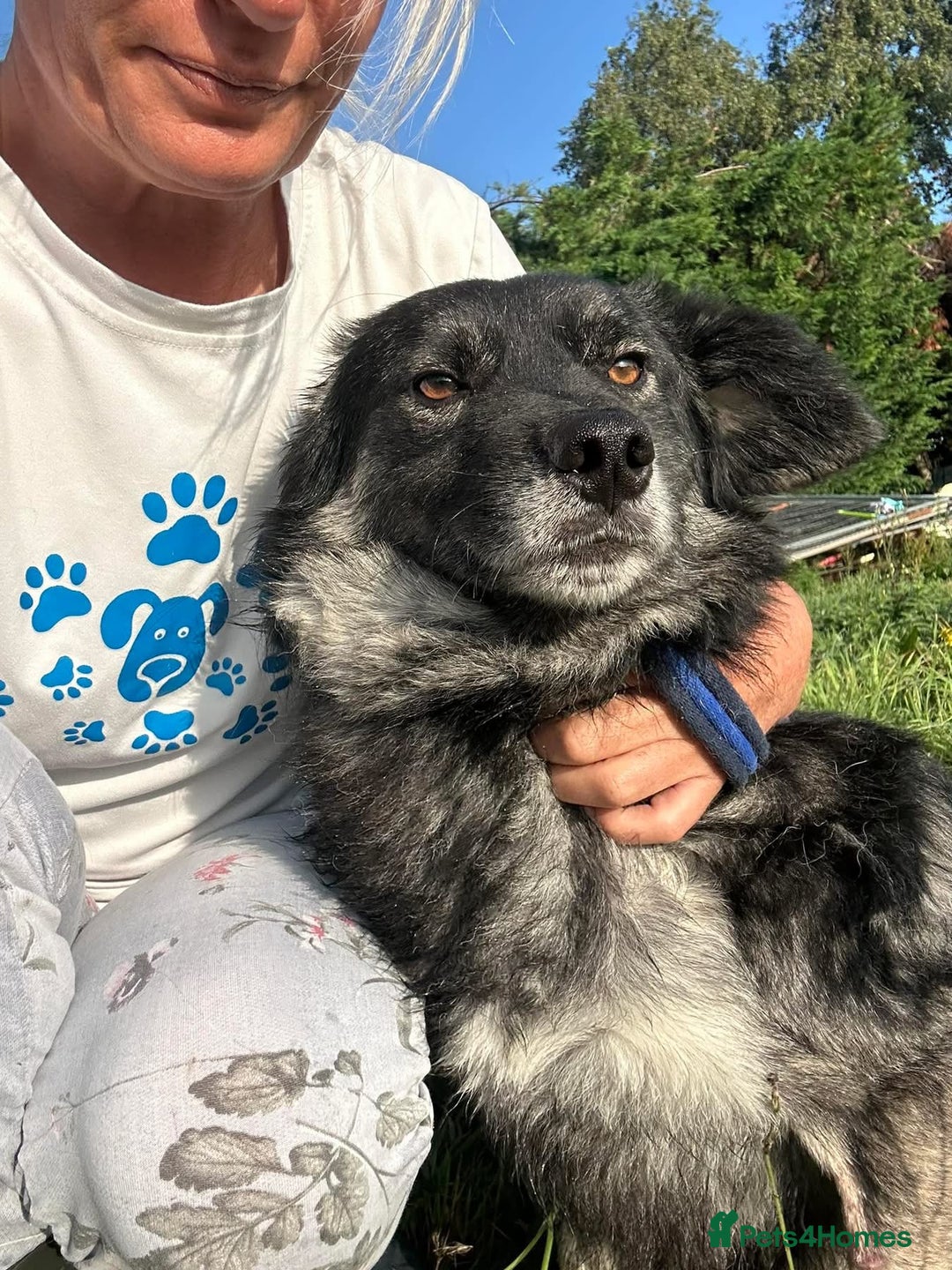 Mixed Breed dogs for adoption: Roberto - Norwich Norfolk  - Image 7