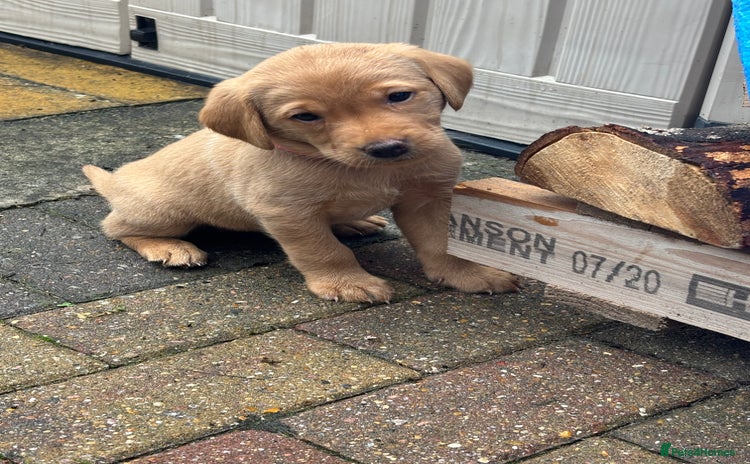 Labrador Retriever dogs - Advert 14