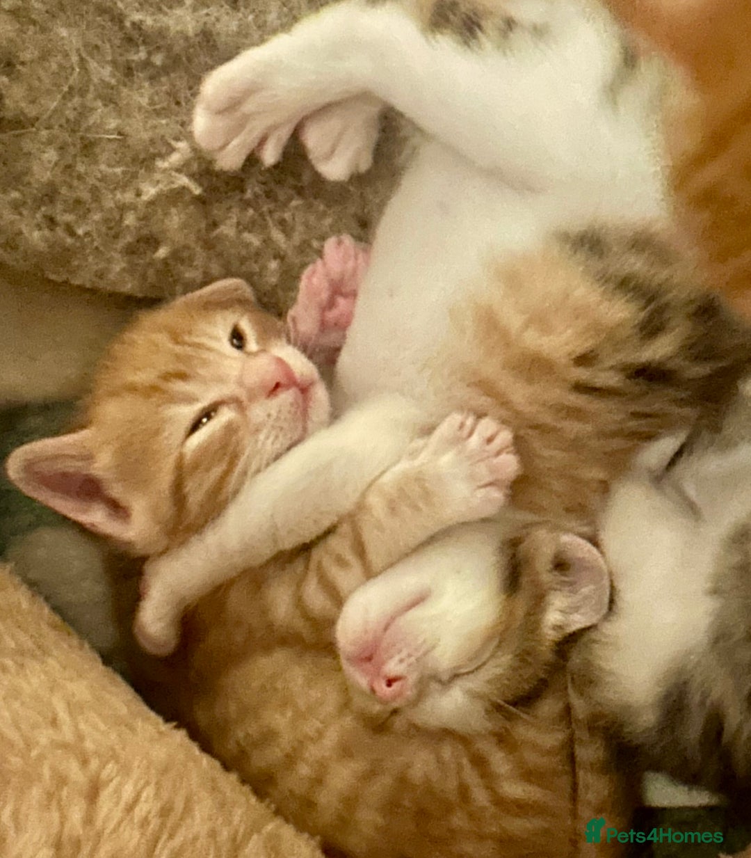 Mixed Breed cats for sale: 2 beautiful kittens for sale - Advert 5