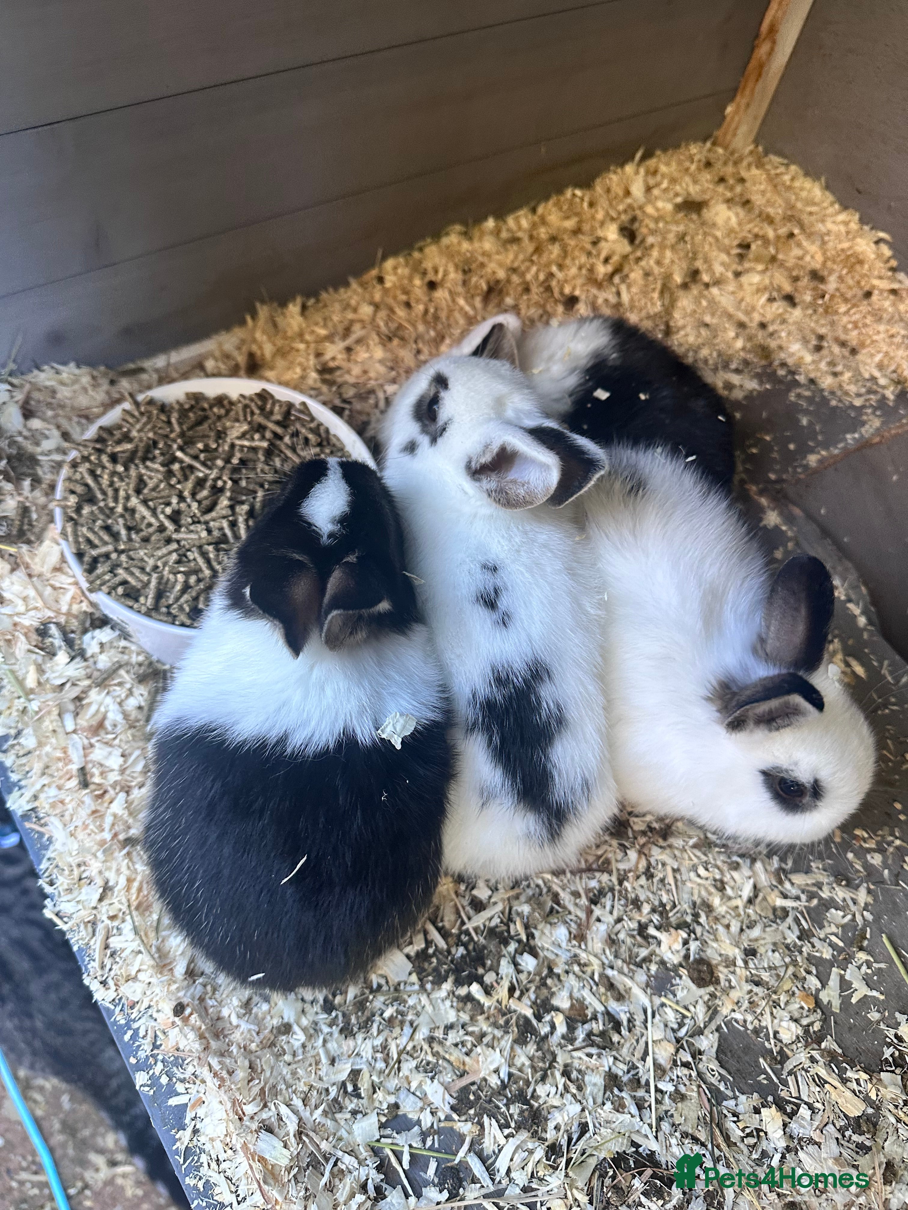 Mixed Breed rabbits 6 bunnies  - Advert 1