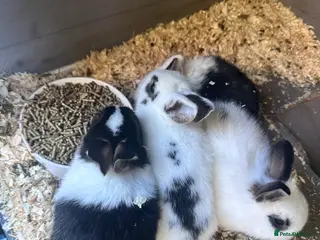 Mixed Breed rabbits 6 bunnies - Advert 11