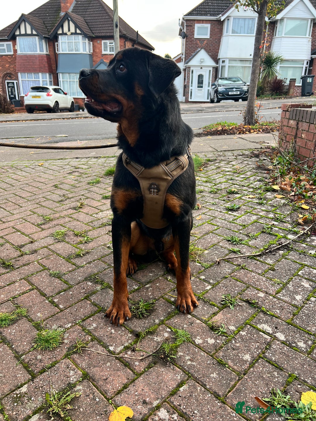 Rottweiler dogs for sale: Rottweiler Male, 7 months, Good Healthy Family Pet - Image 8