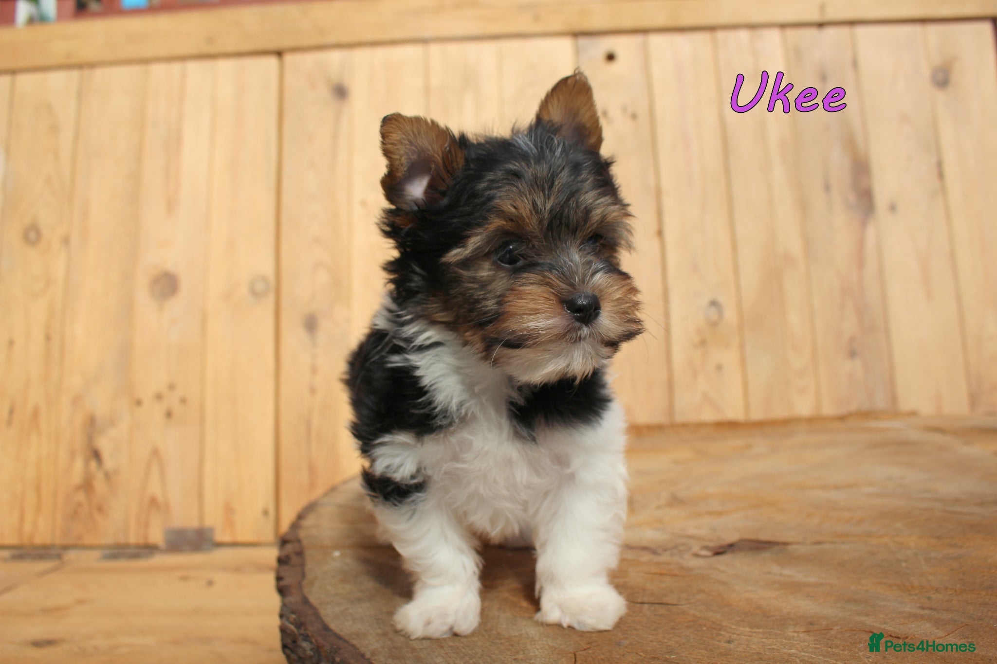 Biewer Terrier dogs ✨ Stunning Biewer & Merle Yorkies – Ready 09 Apr ✨ - Advert 14