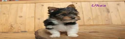 Biewer Terrier dogs for sale: ✨ Stunning Biewer & Merle Yorkies – Ready 09 Apr ✨ - Advert 1