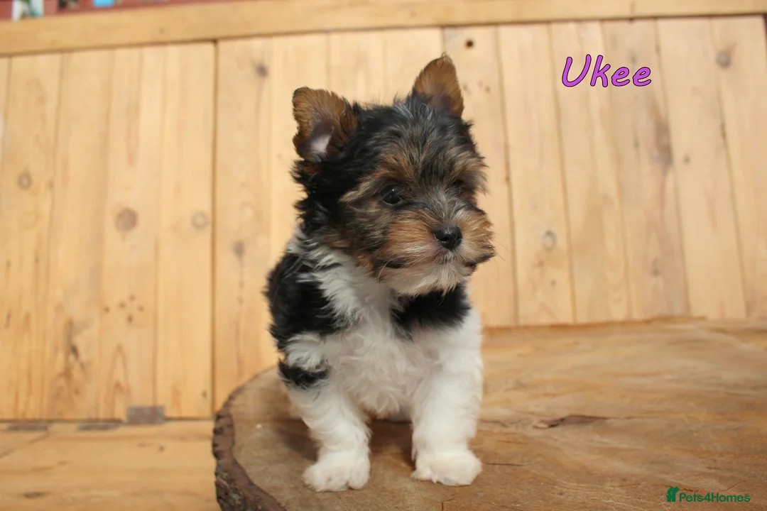 Biewer Terrier dogs for sale: ✨ Stunning Biewer & Merle Yorkies – Ready 09 Apr ✨ - Advert 1